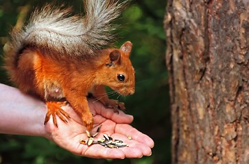 Image showing Squirrel eating sunflower seeds