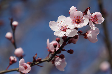 Image showing Blooming tree