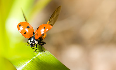 Image showing Closeup of ladybird on green grass