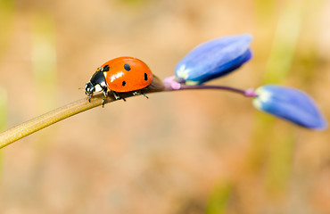 Image showing Walking by. Closeup of ladybird on snowdrop