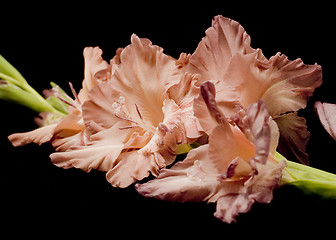 Image showing Closeup of Gladiolus flower brunch over black