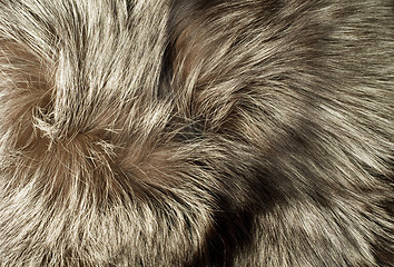 Image showing Texture - Beautiful polar Fox fur