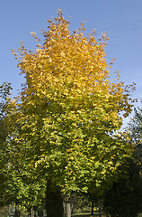 Image showing Autumn is coming. Maple tree is getting yellow