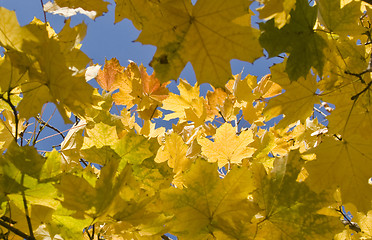 Image showing Autumn. Yellow maple leaves over blue sky