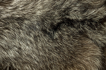 Image showing Warm polar Fox fur. Useful as background