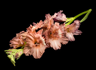 Image showing Beautiful gladiolus over black