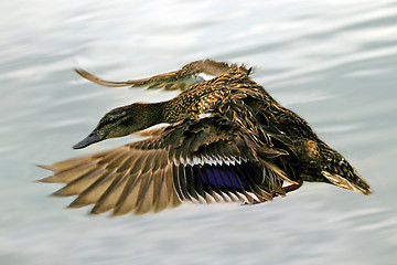 Image showing Duck in Flight