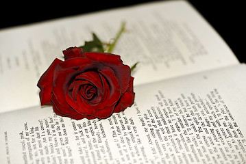 Image showing Red Rose on the book
