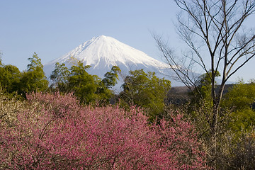 Image showing Shibakawa