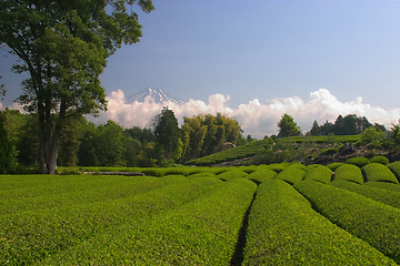 Image showing Green Tea