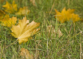 Image showing Autumn. Maple Leaves on the grass