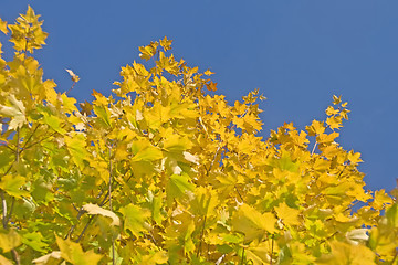 Image showing Autumn. Green and yellow maple leaves