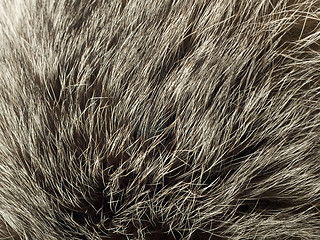 Image showing Background and texture - polar Fox fur
