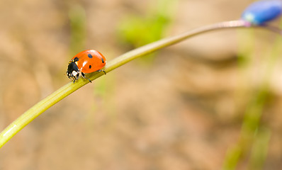 Image showing Passing by. Ladybird on snowdrop