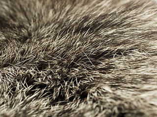 Image showing Polar Fox fur, useful as background