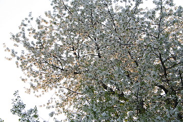 Image showing Apple tree