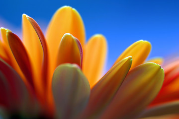 Image showing Gerbera