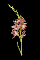 Image showing Gladiolus flower over black 