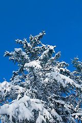 Image showing Winter - snowy firtree
