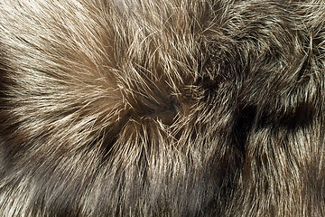 Image showing Fox fur Useful as background