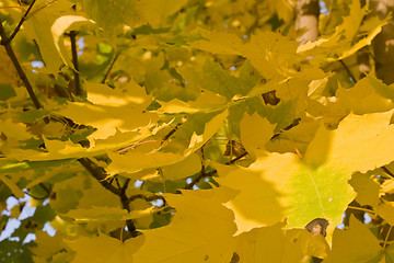 Image showing Autumn - yellow leaves over blurred colorful background 