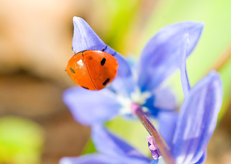 Image showing Upside-down. Closeup of ladybird on snowdrop