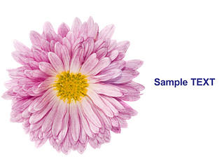 Image showing Flower - golden-daisy or chrysanthemum