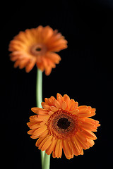 Image showing Gerbera