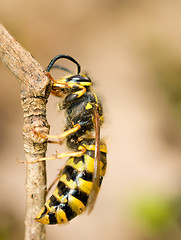 Image showing Macro, large wasp on thin branch