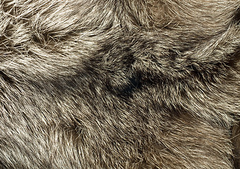 Image showing Background - beautiful fur of polar Fox 