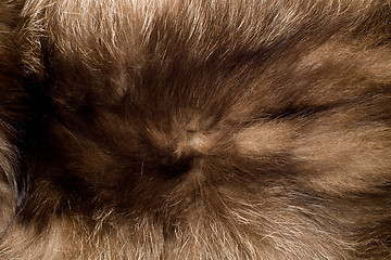 Image showing Nature background - fur