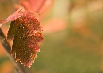 Image showing Autumn. Red leaf over blurred background