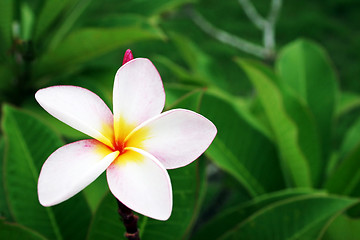 Image showing Flower