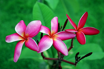 Image showing Tropical flowers