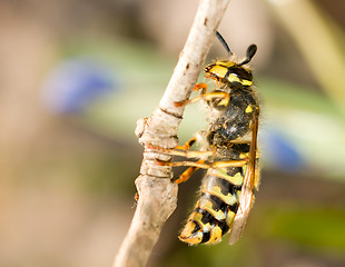 Image showing Spring Macro - wasp on thin branch