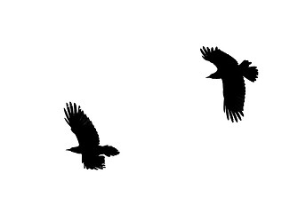 Image showing Two birds silhouettes in the back lighting