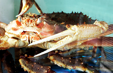 Image showing Crab