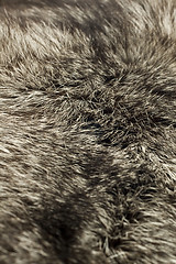 Image showing Black Polar Fox fur