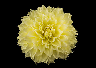 Image showing Yellow golden-daisy bud over black