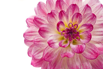 Image showing Pink dahlia isolated over white