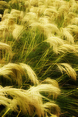 Image showing Blowing Grass