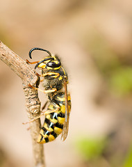 Image showing Macro. Side of wasp on branch