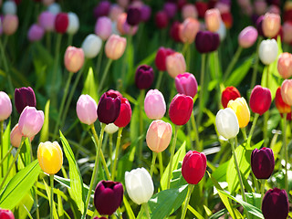 Image showing Field of tulips