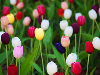 Image showing Field of tulips