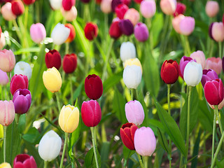 Image showing Field of tulips