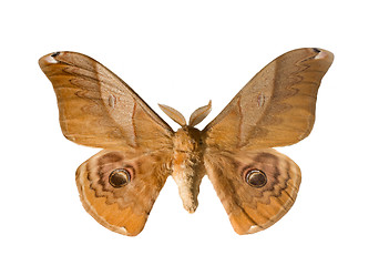 Image showing silkworm butterfly