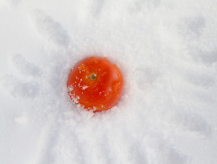 Image showing Ice  Tomato
