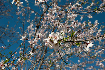 Image showing Almond blossom