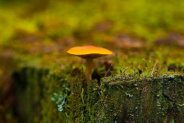 Image showing toadstool