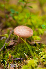 Image showing Lactarius rufus